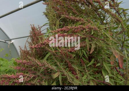 Huauzontle biologico coltivato in casa o Aztec broccoli (Chenopodium nuttalliae) che cresce in un Polytumnnel su un orto nel Devon Rurale, Inghilterra, UK Foto Stock