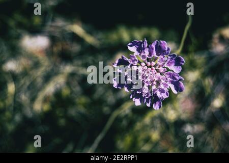 un unico fiore lilla di scabiosa in un campo Foto Stock