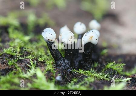 Holwaya mubida, conosciuto come il fungo di Tilia Foto Stock