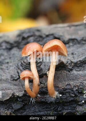 Tubaria furfuracea, comunemente conosciuta come il twiglet di scurfy, fungo selvatico dalla Finlandia Foto Stock