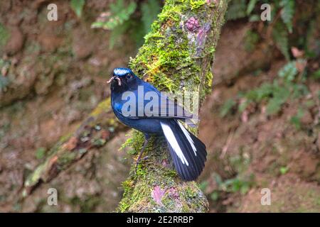 L'uccello maschio blu (Myiomela leucuura). Sta tenendo un verme nel suo becco. Il luogo di caccia era Xitou National Park, Nantou County, Taiwan. Foto Stock