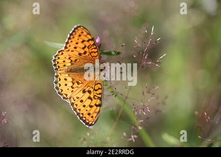 Frattillario Verde scuro, Speyeria aglaja, alimentazione su trifoglio rosso, Trifolium pratense Foto Stock