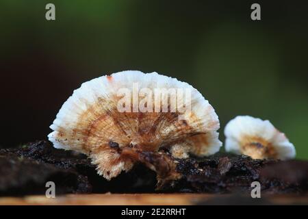 Stereum sanguinolentum, conosciuto come crosta sanguinante di conifere, fungo selvatico dalla Finlandia Foto Stock