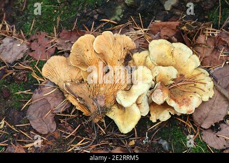 Tapinella panuoides, noto come l'Ostrica rollrim di funghi selvatici dalla Finlandia Foto Stock