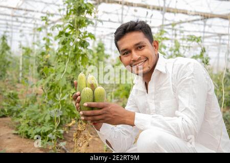 Un agricoltore indiano felice raccoglie cetrioli di raccolta dalla sua casa poly o serra, UN uomo tiene cetrioli nelle sue mani. Verdure fresche, fattoria moderna Foto Stock