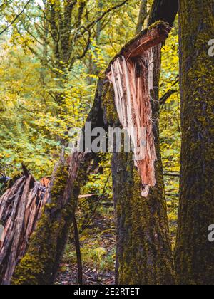 Albero coperto di muschio diviso da un fulmine. Foto Stock