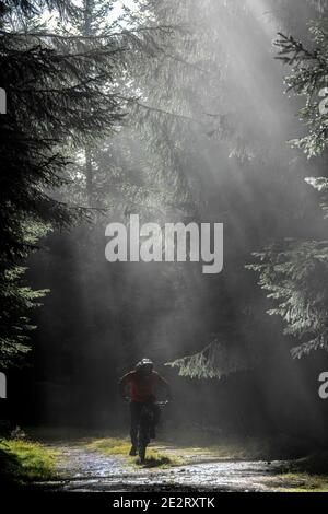 La luce del sole scorre attraverso gli alberi mentre un uomo corre su una mountain bike elettrica lungo una strada sterrata vicino a Innerleithen, confini scozzesi. ebike Scotland Foto Stock