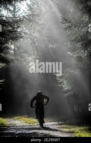 La luce del sole scorre attraverso gli alberi mentre un uomo corre su una mountain bike elettrica lungo una strada sterrata vicino a Innerleithen, confini scozzesi. ebike Scotland Foto Stock