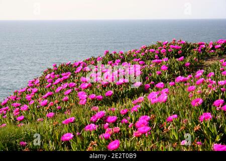 Fiori rosa brillante Sally-my-handsome pianta (Carpobrotus acinaciformis) anche noto come Hottentot fico-marigold, Gigante Pigface, Sea Fig, o Sour Fig Foto Stock