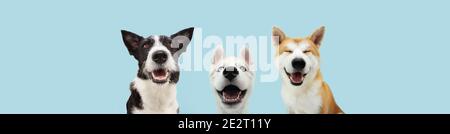 Banner tre cani sorridenti con espressione felice. E occhi chiusi. Isolato su sfondo blu. Foto Stock