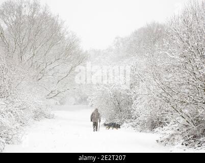 Un uomo cammina il suo cane in boschi innevati dentro inverno Foto Stock