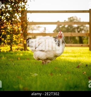 Pollo in campo con cancello di legno e siepe dietro Foto Stock