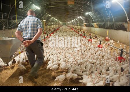 Allevamento intensivo di tacchini a Vignoc (Bretagna, Francia nord-occidentale) Foto Stock