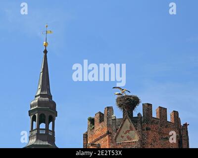 Le giovani cicogne bianche imparano a volare su un edificio storico Foto Stock