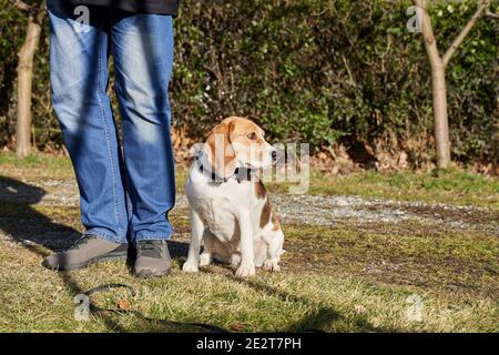 Beagle cane seduto accanto alle gambe dei proprietari guardando sopra esterno in giardino Foto Stock