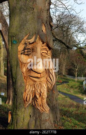 Scultura su albero di una faccia bearded in un tronco di albero Foto Stock