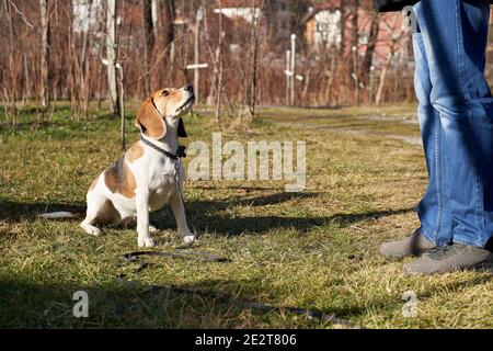 Beagle cane seduto accanto alle gambe dei proprietari guardando sopra esterno in giardino Foto Stock