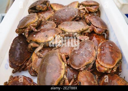 Pittenweem, Scozia, Regno Unito. 15 gennaio 2021. Molluschi freschi, granchi e aragoste sbarcati questa mattina al porto di Pittenweem a Fife. Il pescatore Nick Irvine ha due barche che pescano crostacei, gamberi, granchi di velluto, granchi marroni e aragoste. Gran parte del suo pescato viene esportato in Asia ed è occupato in questo periodo dell'anno a causa del prossimo anno nuovo cinese che aumenta la domanda e i prezzi. Ciò ha contribuito a compensare i problemi di esportazione nell'UE a causa di nuove normative. PIC; atterraggio di una scatola di granchio marrone. Iain Masterton/Alamy Live News Foto Stock