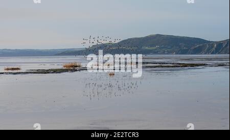 Wader Flock - principalmente Dunlin (Calidris alpina) lungo la costa del solway. Mersehead RSPB Reserve, Dumfries e Galloway Foto Stock
