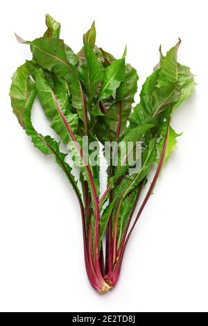 dente di leone rosso, rosone italiano, cicoria a foglia italiana Foto Stock