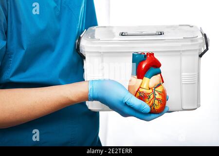 Chirurgo cardiaco con trasporto di organi e modello anatomico del cuore umano, su sfondo bianco. Concetto di trapianto di cuore e donazione di organi Foto Stock