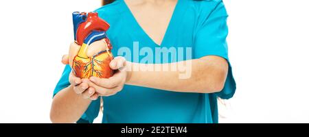 Bambino che tiene davanti a sé un modello anatomico del cuore per studiare l'anatomia umana. Educazione scolastica e conoscenza dell'anatomia corporea Foto Stock