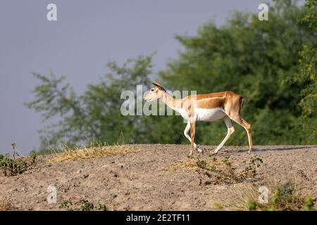 blackbuck o antilope cervicapra o antilope indiano a quasi minacciato animale in campo aperto e prateria contro il cielo blu e. sfondo verde naturale Foto Stock