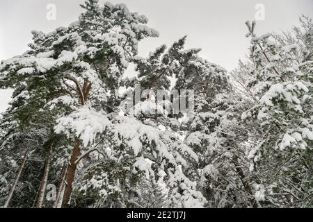 Alberi di conifere nella neve nella foresta invernale. Bellissimo paesaggio invernale di foresta innevata, foto dal basso verso l'alto Foto Stock