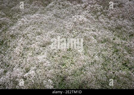 Respiro del bambino (Gypsophila paniculata) Foto Stock