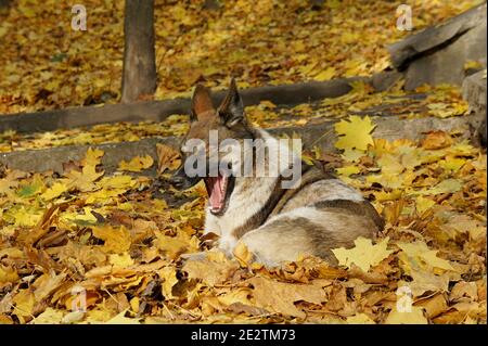 carino cane che brulica e il suo letto di foglie d'acero giallite nel parco autunnale Foto Stock