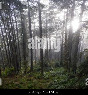 Gli alberi di sequoia, sempervirens di Sequoia, prosperano in una foresta costiera umida in Klamath, California del nord. Le sequoie sono gli alberi più grandi della Terra. Foto Stock