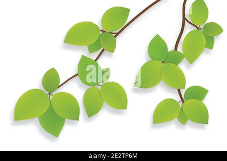 Foglie verdi vettoriali sul ramo dell'albero isolate su sfondo bianco Illustrazione Vettoriale