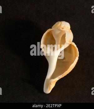 La struttura a spirale interna che conferisce alla conchiglia Common Whelk la sua forza e rigidità mostra in questa conchiglia spezzata dall'azione delle onde sulla spiaggia. Foto Stock