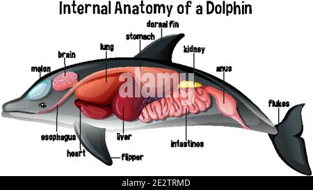 Anatomia interna di un'illustrazione Dolphin Illustrazione Vettoriale