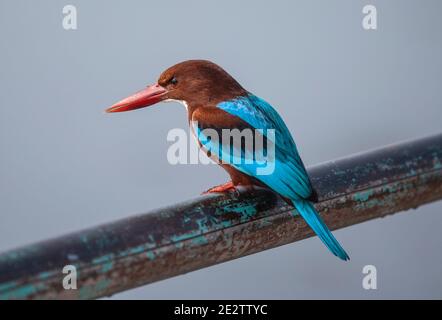 Srinagar, Kashmir controllato dall'India. 15 gennaio 2021. Un kingfisher riposa sulle rive del lago di dal congelato a Srinagar, la capitale estiva del Kashmir controllato dall'India, 15 gennaio 2021. Credit: Javed Dar/Xinhua/Alamy Live News Foto Stock