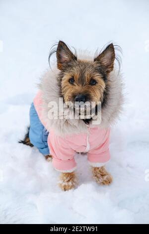 Il piccolo terrier dello yorkshire in tuta si siede sulla neve in inverno. Foto Stock