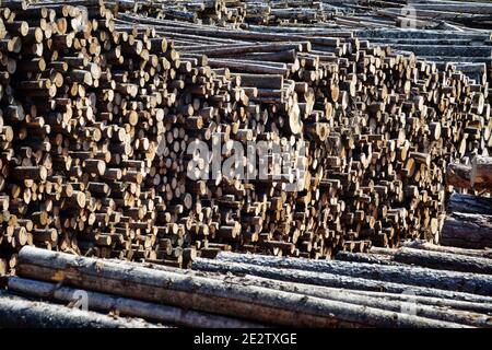 Taglio finale e enormi pile di legno rotondo (mucchio di tronchi, abete) nella zona forestale mista d'Europa Foto Stock