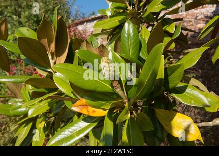 Primo piano del frutto invernale di un arbusto di Bull Bay (Magnolia grandiflora) che cresce da un muro in un giardino nel Devon Rurale, Inghilterra, Regno Unito Foto Stock