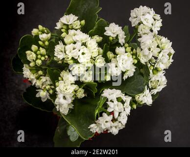 Primo piano di vedova-brivido o fiori Kalanchoe su sfondo nero. Foto Stock