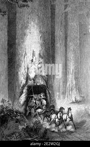 Cavalcando la vettura di posta attraverso uno dei sequoias giganti, Sequoiadendron giganteum, in California, America / Fahrt mit der Postkutche durch einen der Riesenmammmutbaum, Sequoiadendron giganteum, a Kalifornien, Amerika, Historisch, riproduzione storica, digitale migliorata di un originale del 19 ° secolo Oridualedualder Orivierum / 19. Jahrhundert, Foto Stock