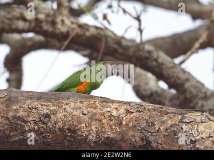Senegal Parrot (Poicephalus senegalus versteri) adulto in piedi sul ramo Mole NP, Ghana Febbraio Foto Stock