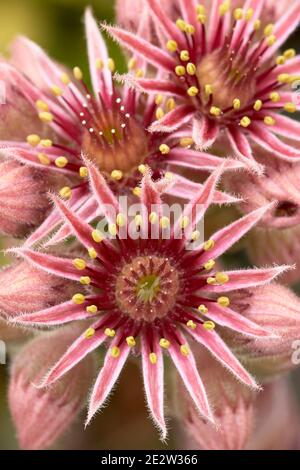 Sempervivum tectorum, Houseleek comune, fiori. Foto Stock