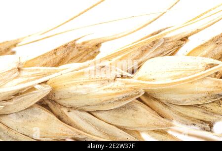Un macro shot di uno spikelet secco di grano su sfondo bianco. Semi di grano sul gambo. Foto Stock