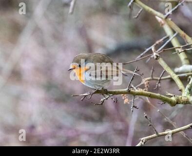 Robin ( Erithacus rubecula ) arroccato su una filiale in Almondell Country Park, West Lothian, Scozia. Foto Stock