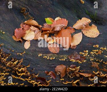 Foglie di faggio e funghi a mensola su tronco di albero nero, Logie, Moray, Scozia Foto Stock