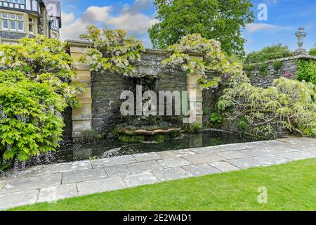 Una vecchia glicina giapponese bianca (Wisteria floribunda Alba) o (Wisteria Sinensis alba), Bodnant Gardens, Spring, (maggio), Tal-y-Cafn, Conwy, Galles, Regno Unito Foto Stock