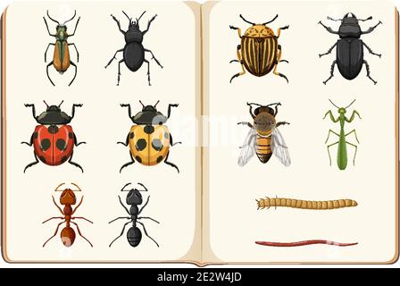 Elenco di entomologia di insetto raccolta illustrazione Illustrazione Vettoriale