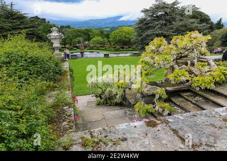 Una vecchia glicina giapponese bianca (Wisteria floribunda Alba) o (Wisteria Sinensis alba), Bodnant Gardens, Spring, (maggio), Tal-y-Cafn, Conwy, Galles, Regno Unito Foto Stock