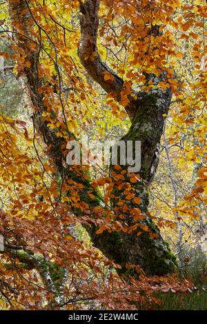 Faggio in autunno, Darnaway, Moray, Scozia. Foto Stock