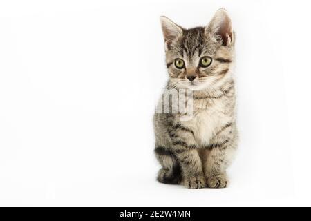 Piccolo tabby (europeo Shorthair) gattino isolato su sfondo bianco. Foto Stock